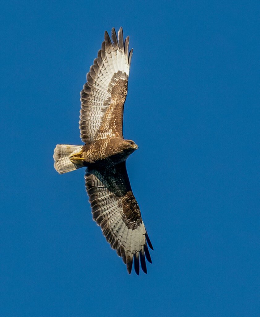 buizerd spanwijdte