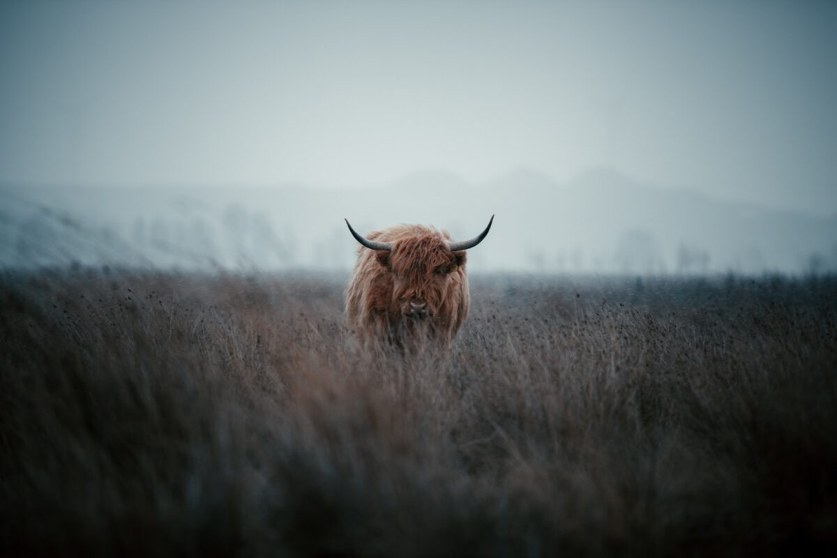 Schotse hooglander