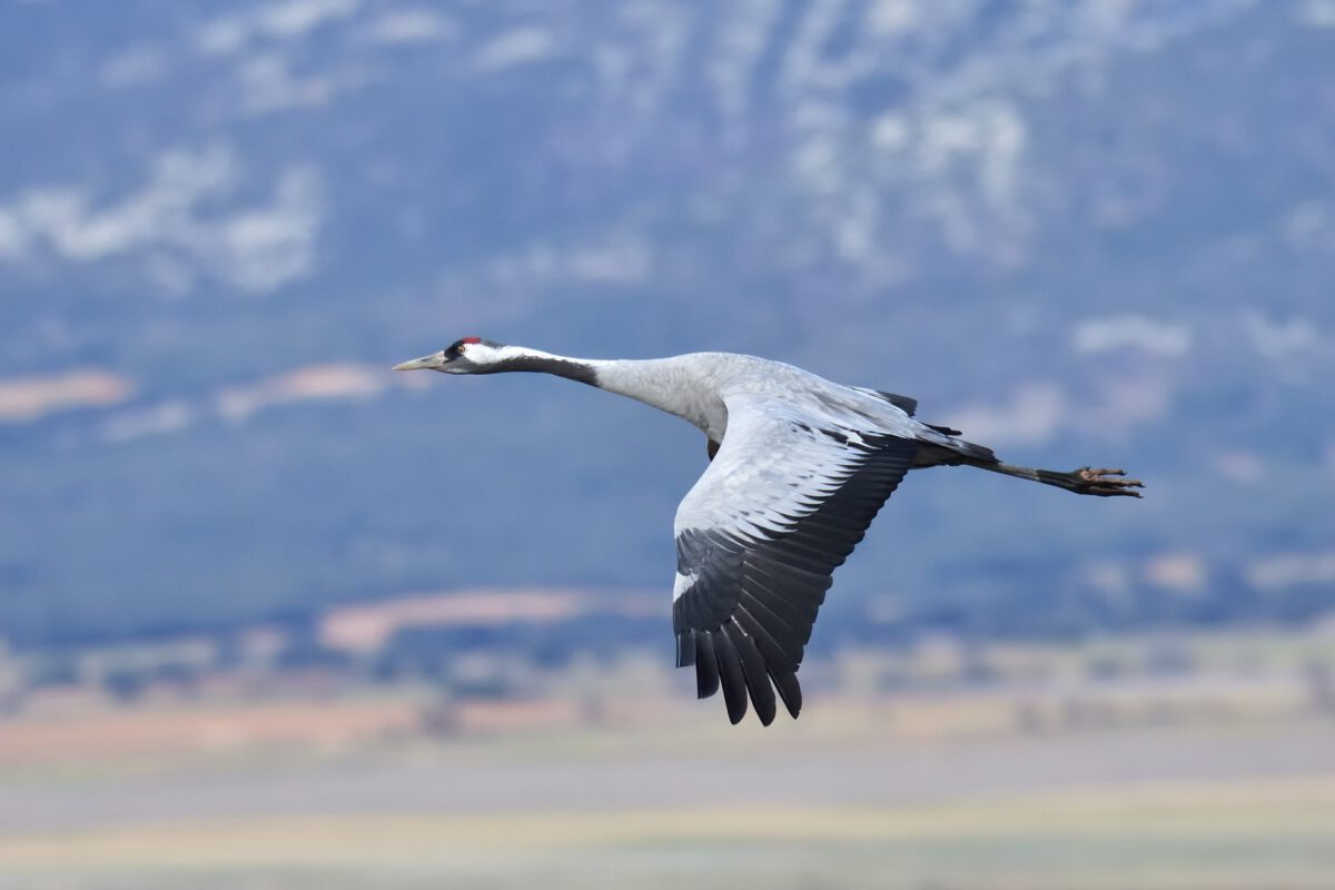 Kraanvogel