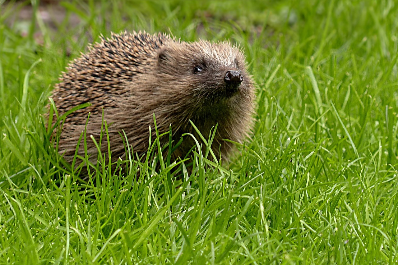 Egel Erinaceus europaeus